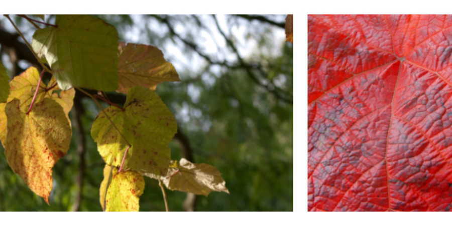 Rode wijnstok (Vitis coignetiae) heeft in de herfst rode bladverkleuring Rode wijnstok (Vitis coignetiae) heeft in de herfst rode bladverkleuring